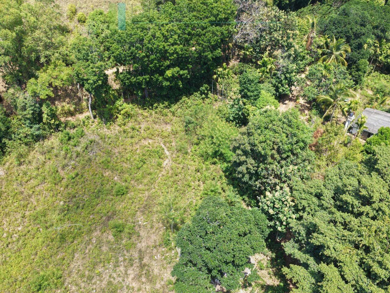 Established mixed estate at Nikapota near Beragala