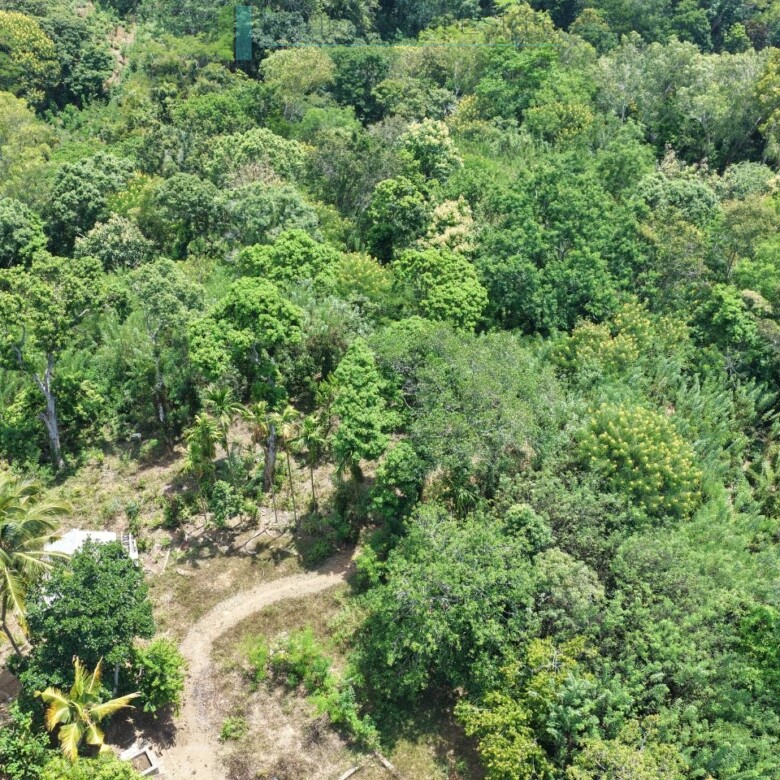 Established mixed estate at Nikapota near Beragala