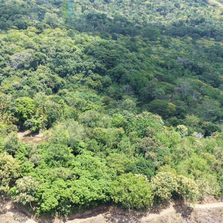 Established mixed estate at Nikapota near Beragala