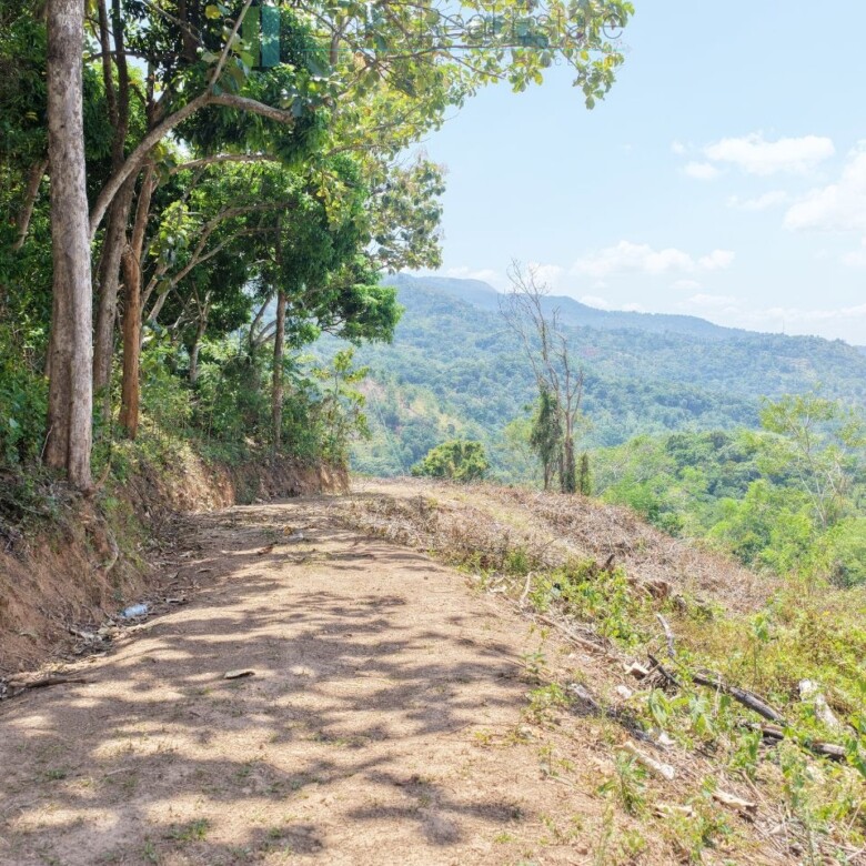 Established mixed estate at Nikapota near Beragala