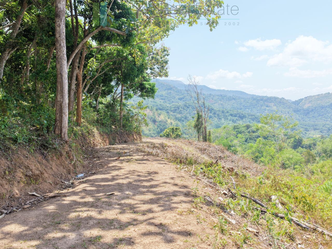 Established mixed estate at Nikapota near Beragala