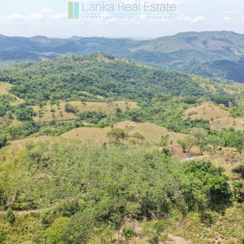 Established mixed estate at Nikapota near Beragala