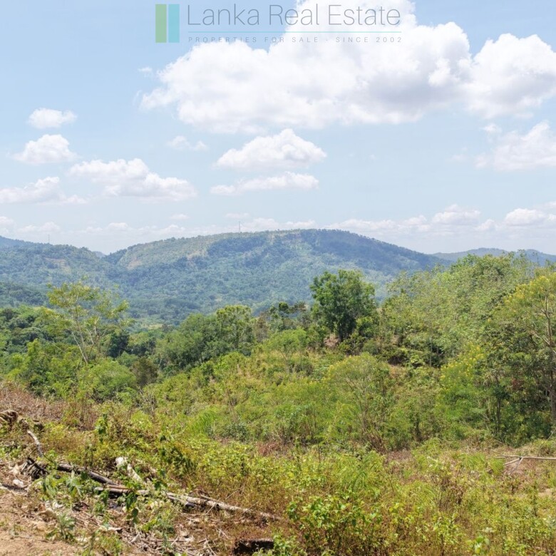 Established mixed estate at Nikapota near Beragala