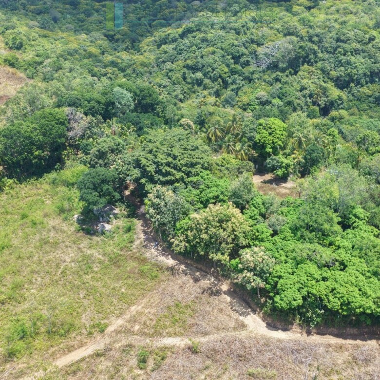 Established mixed estate at Nikapota near Beragala