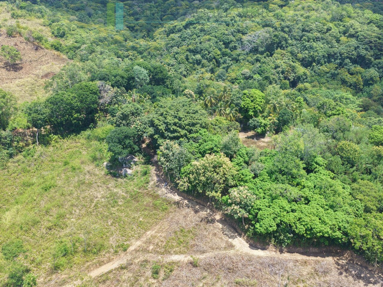 Established mixed estate at Nikapota near Beragala