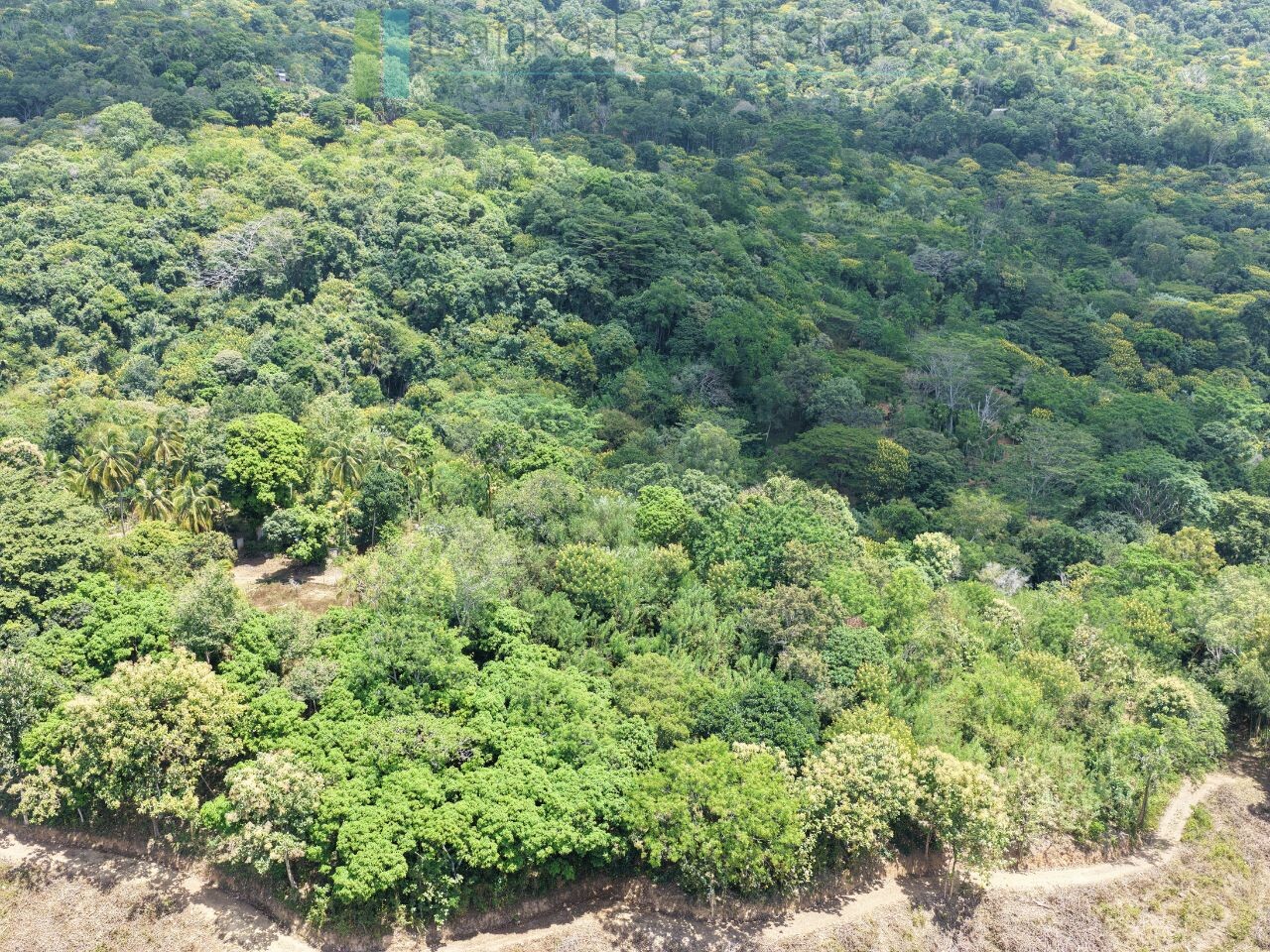 Established mixed estate at Nikapota near Beragala