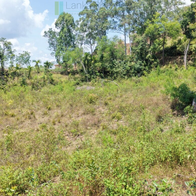 Established mixed estate at Nikapota near Beragala