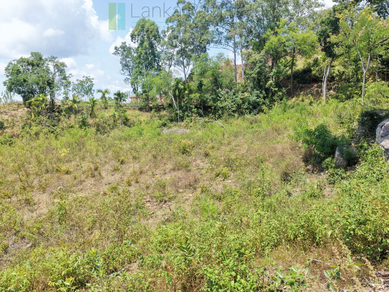 Established mixed estate at Nikapota near Beragala