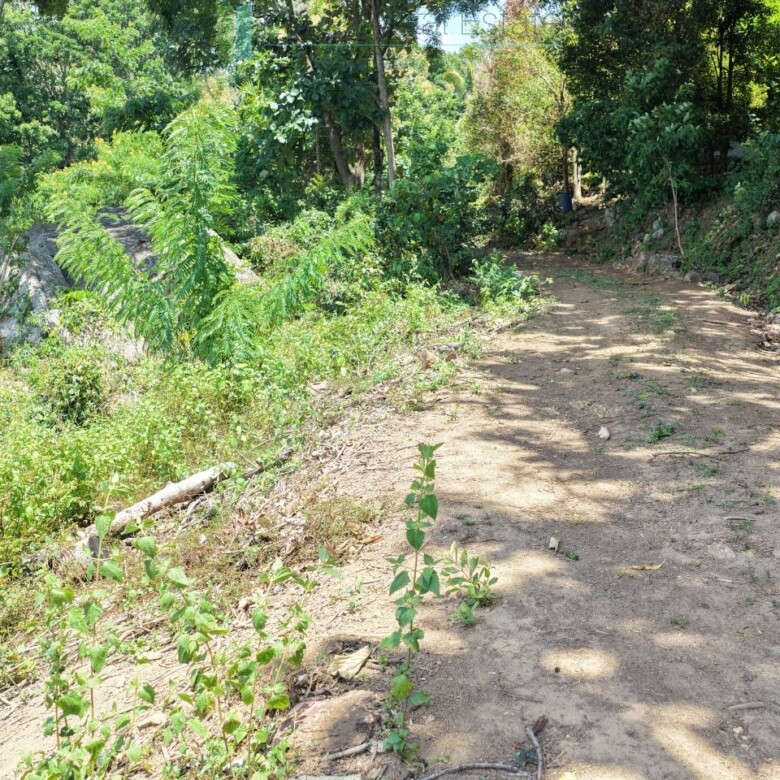 Established mixed estate at Nikapota near Beragala