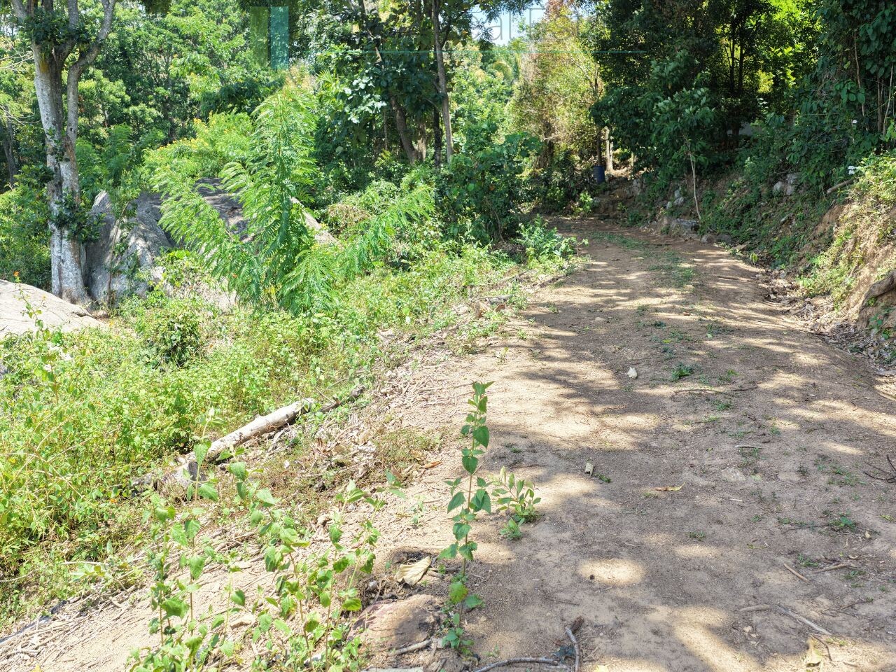 Established mixed estate at Nikapota near Beragala