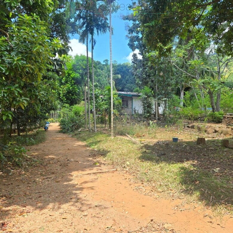Established mixed estate at Nikapota near Beragala