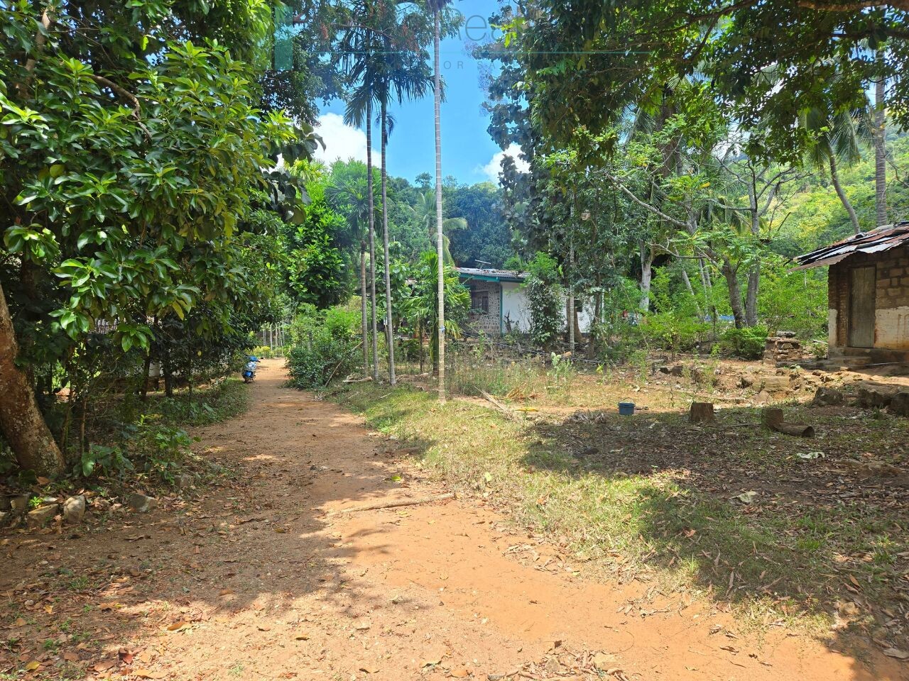 Established mixed estate at Nikapota near Beragala