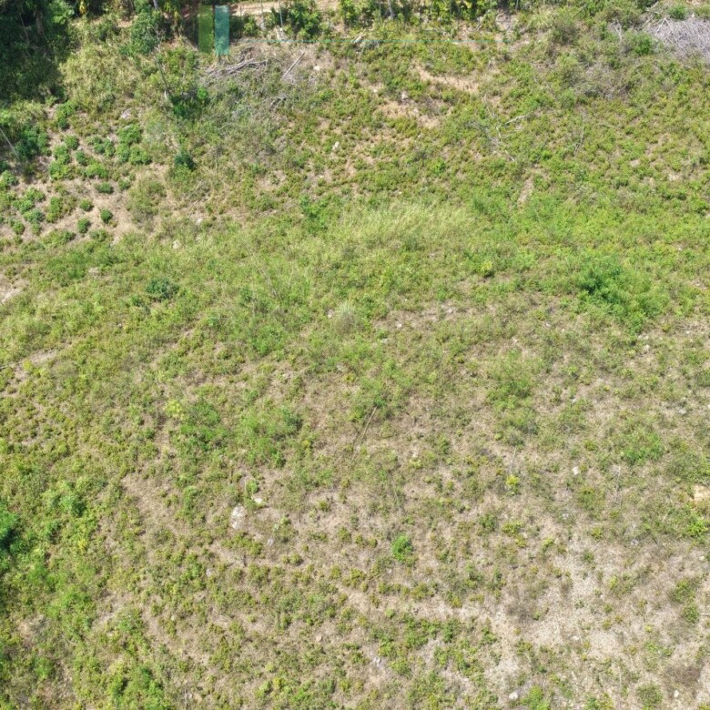 Established mixed estate at Nikapota near Beragala