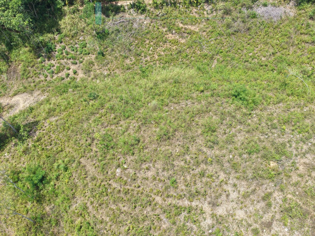 Established mixed estate at Nikapota near Beragala