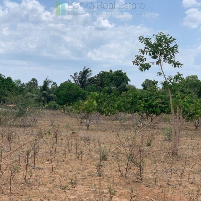 Large beachfront near Pottuvil with direct surf break access