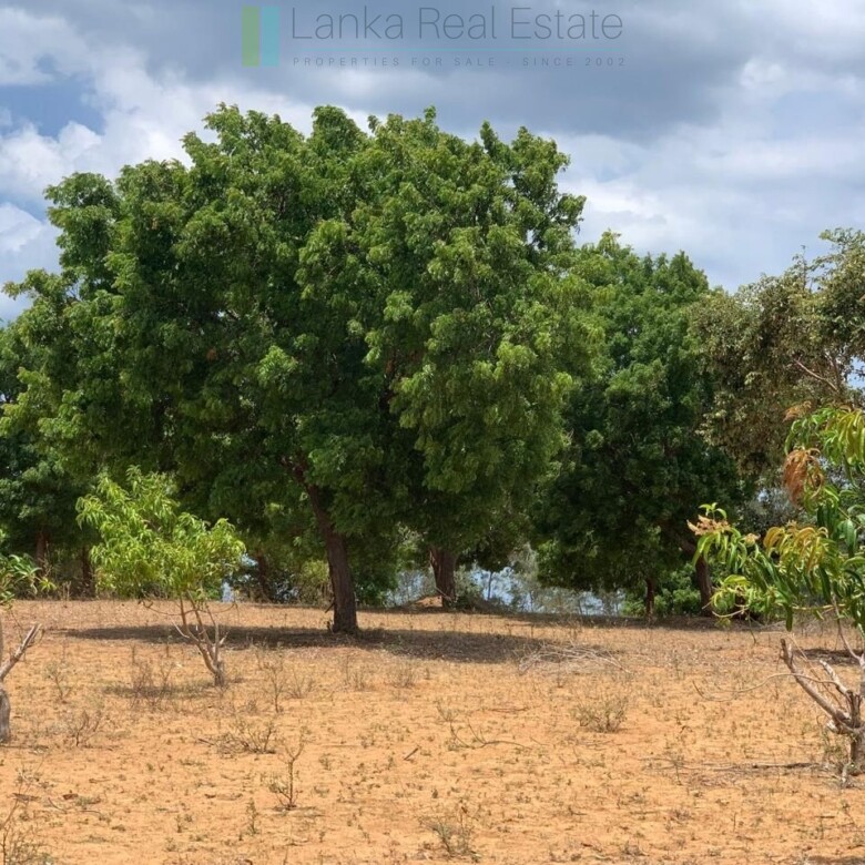 Large beachfront near Pottuvil with direct surf break access