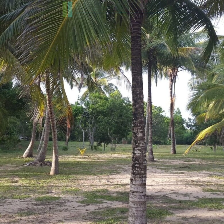 Palm-fringed beachfront development land in Ranna