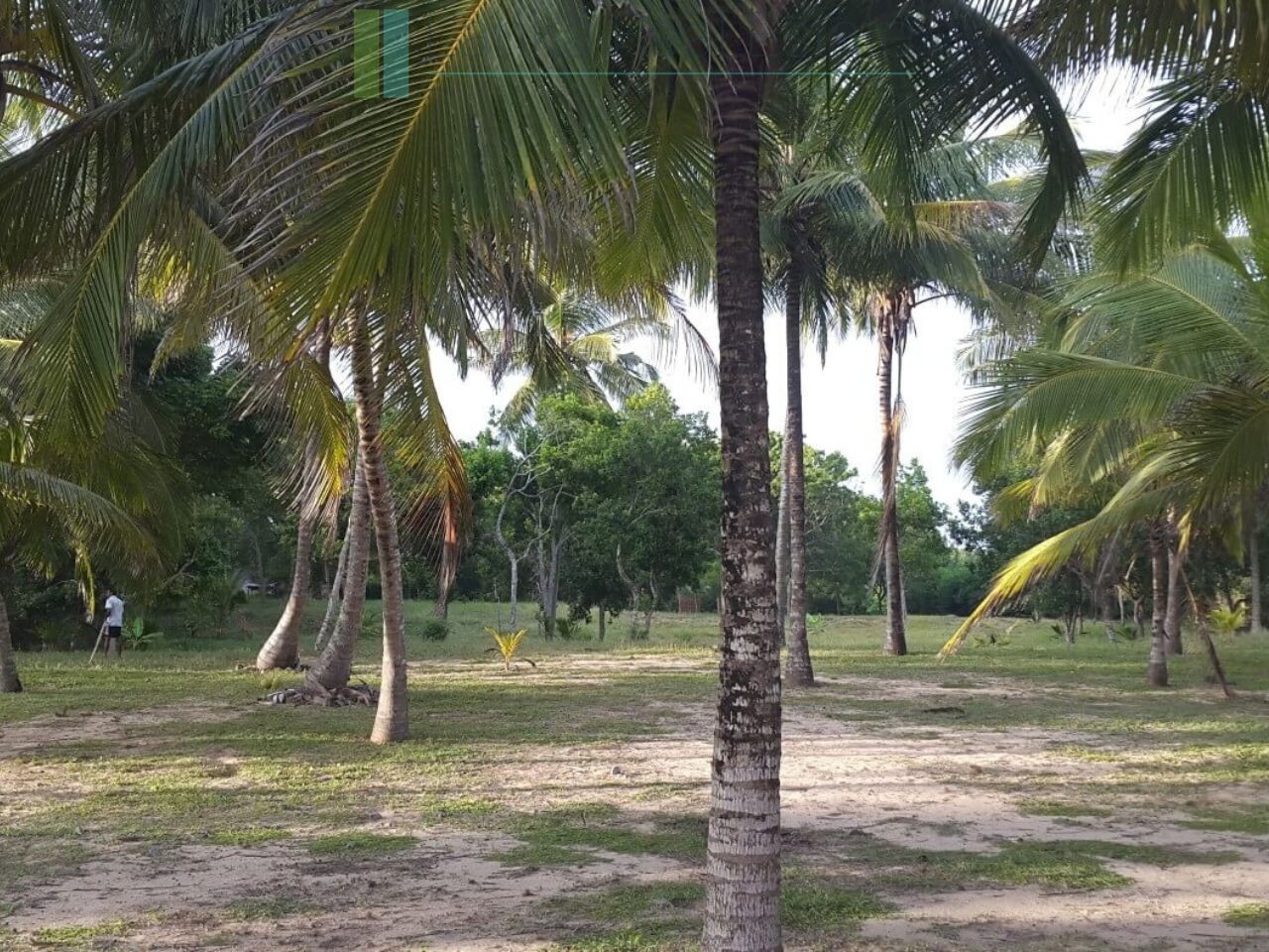Palm-fringed beachfront development land in Ranna