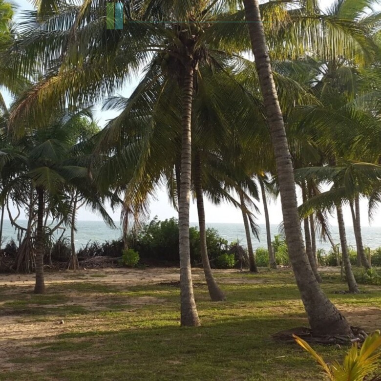 Palm-fringed beachfront development land in Ranna