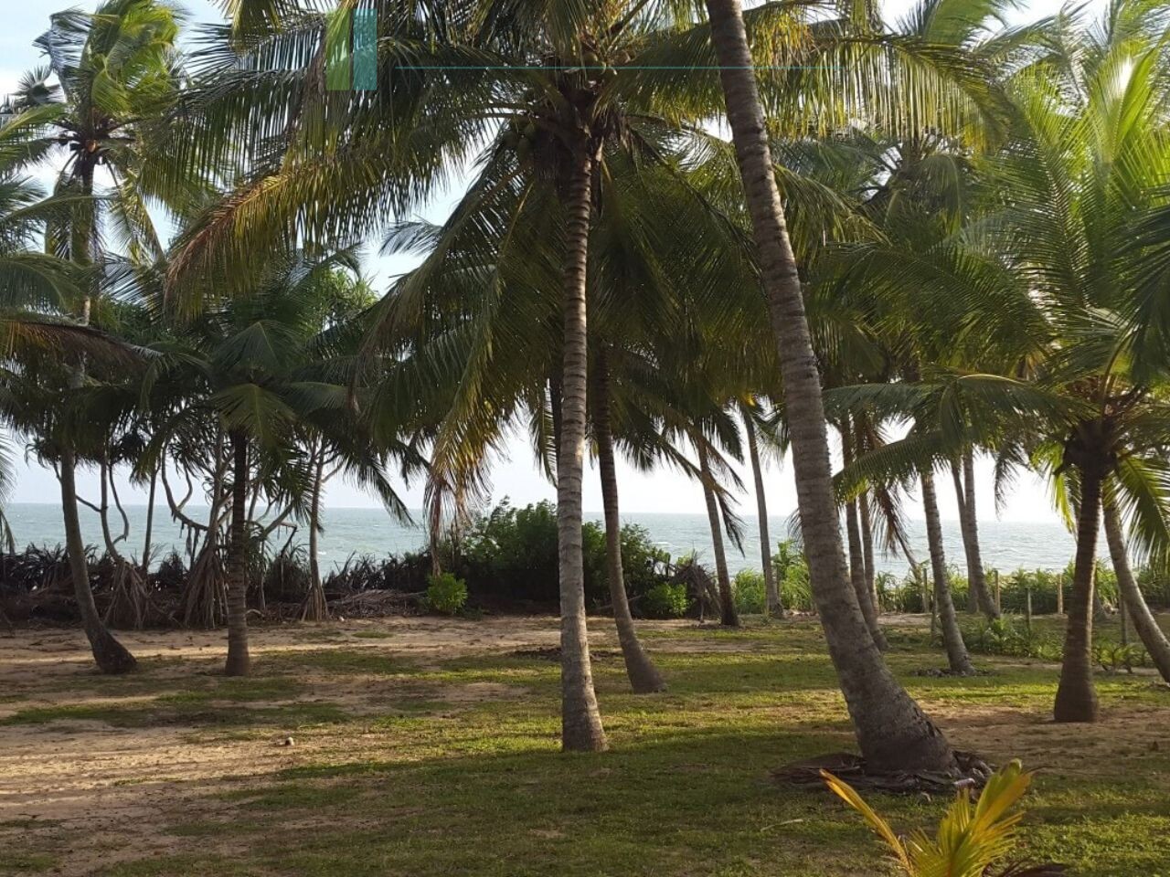 Palm-fringed beachfront development land in Ranna