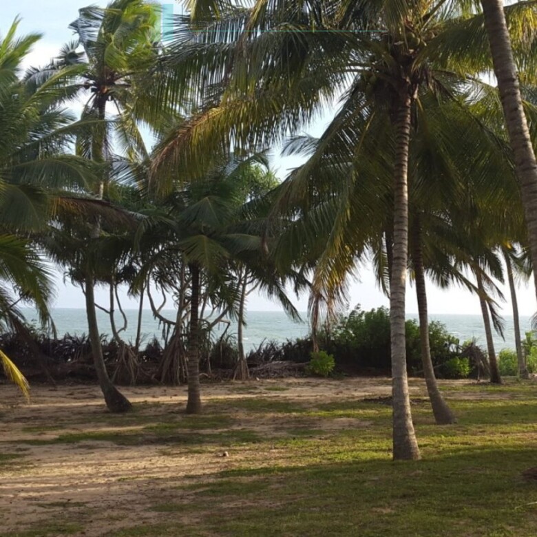 Palm-fringed beachfront development land in Ranna