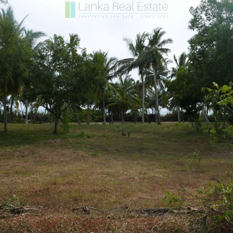 Palm-fringed beachfront development land in Ranna