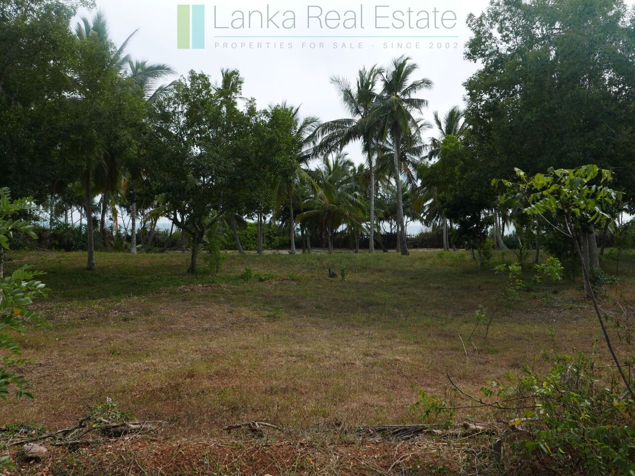 Palm-fringed beachfront development land in Ranna