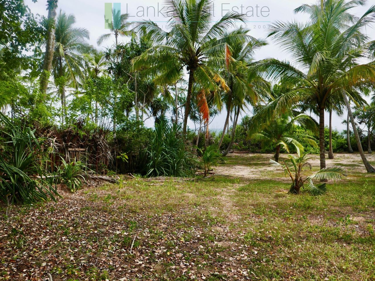 Palm-fringed beachfront development land in Ranna