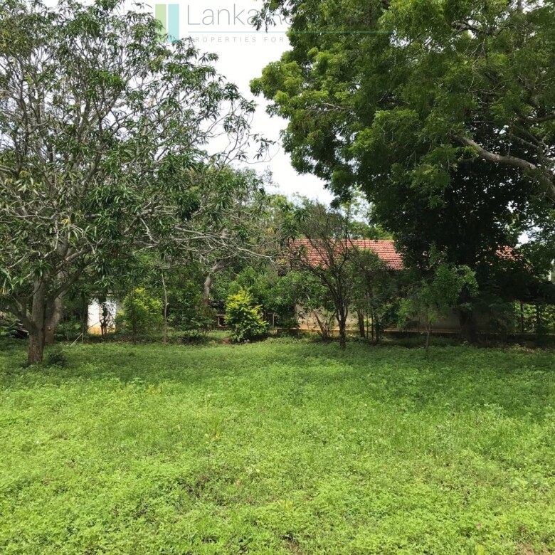 Palm-fringed beachfront development land in Ranna