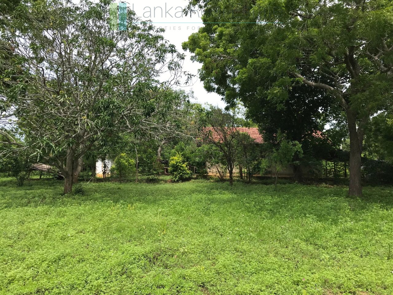 Palm-fringed beachfront development land in Ranna