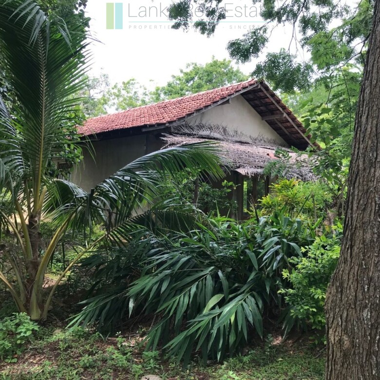 Palm-fringed beachfront development land in Ranna