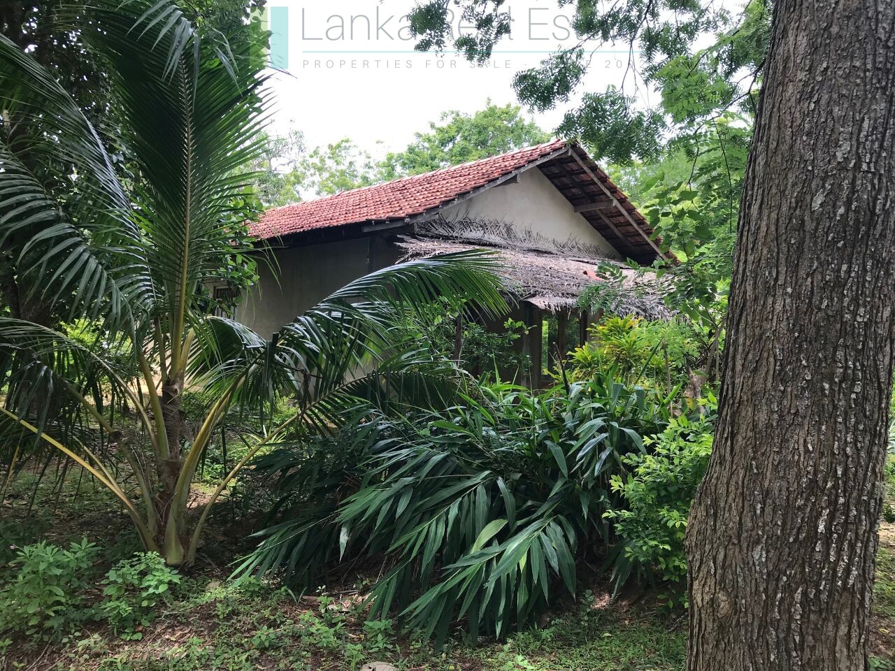 Palm-fringed beachfront development land in Ranna