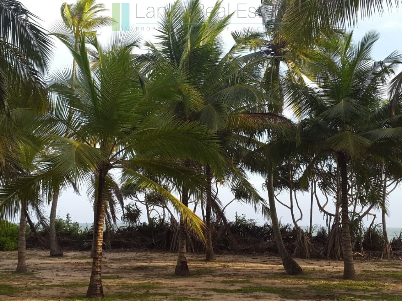 Palm-fringed beachfront development land in Ranna