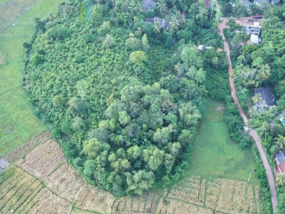 Elevated paddy view land near the coast in Midigama