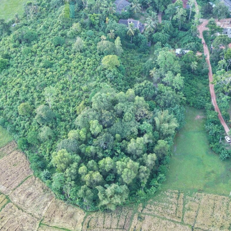 Elevated paddy view land near the coast in Midigama