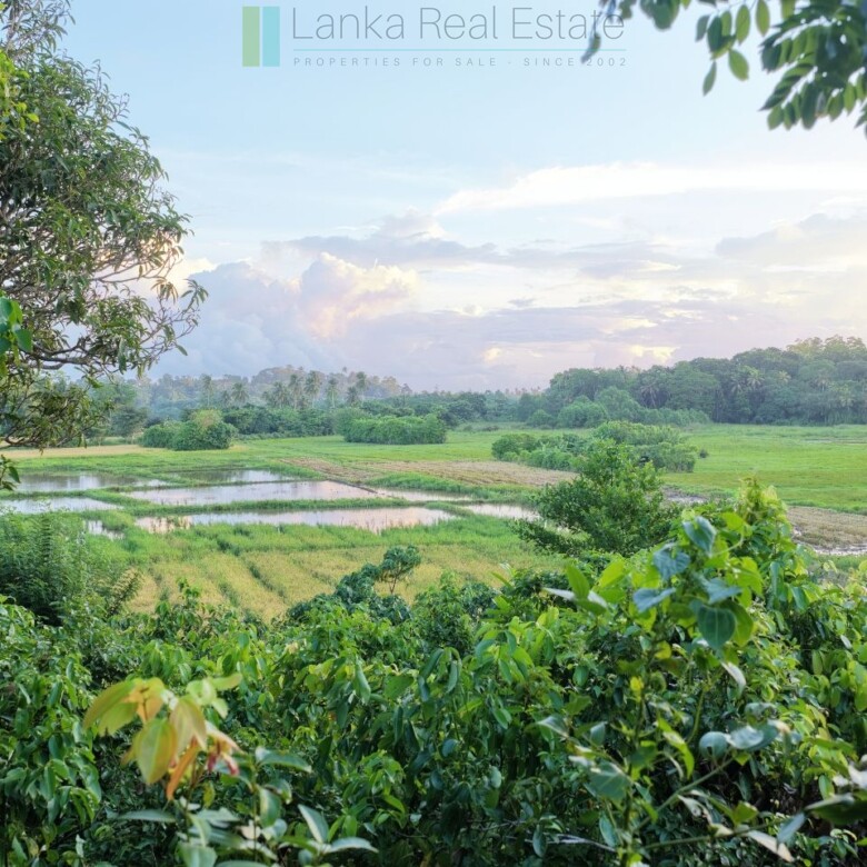 Elevated paddy view land near the coast in Midigama