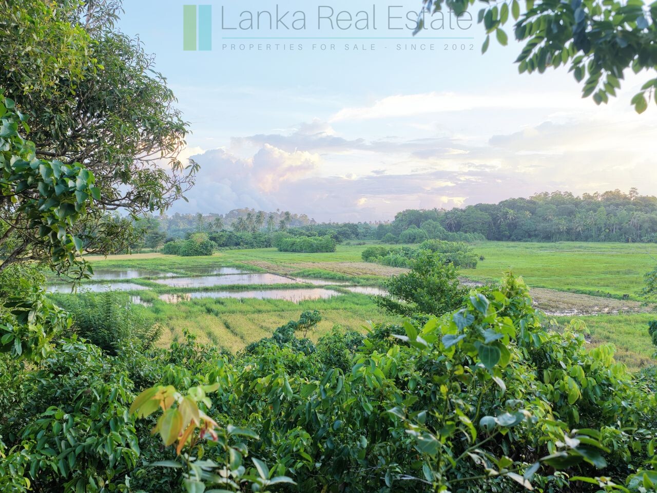 Elevated paddy view land near the coast in Midigama