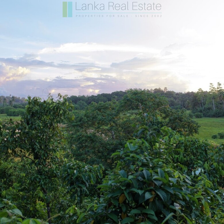 Elevated paddy view land near the coast in Midigama