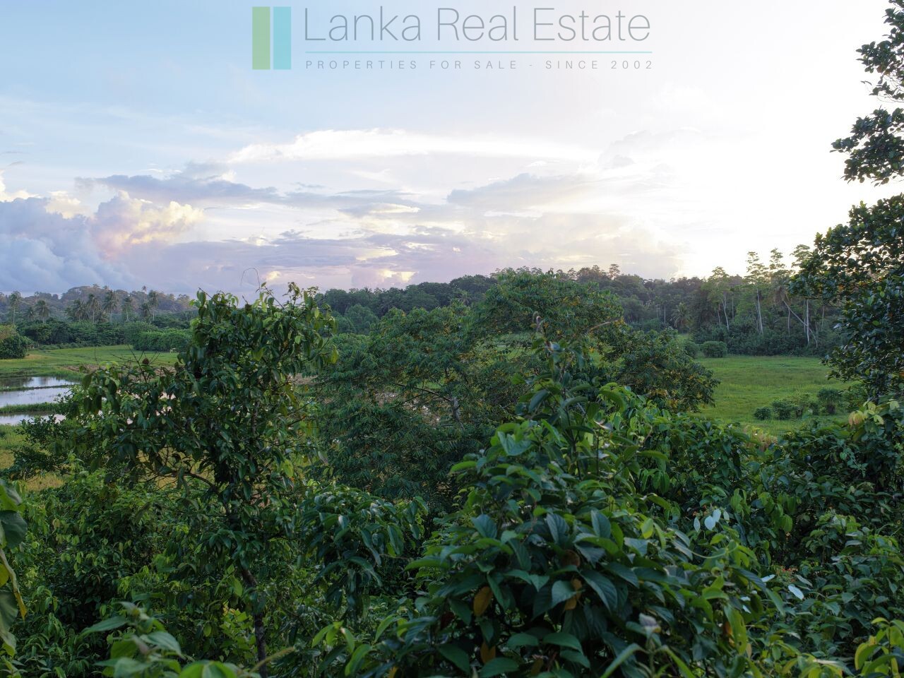 Elevated paddy view land near the coast in Midigama