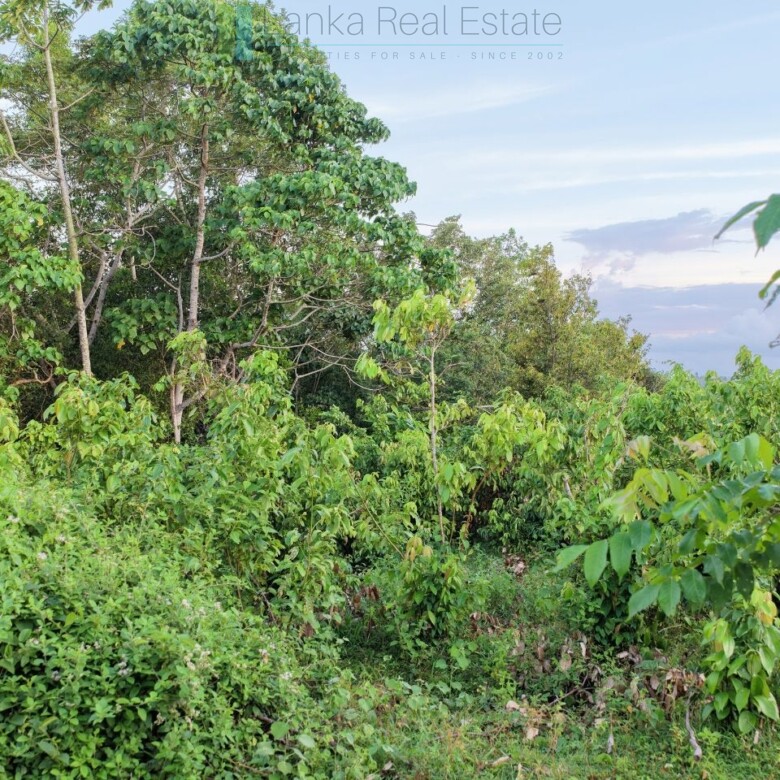 Elevated paddy view land near the coast in Midigama