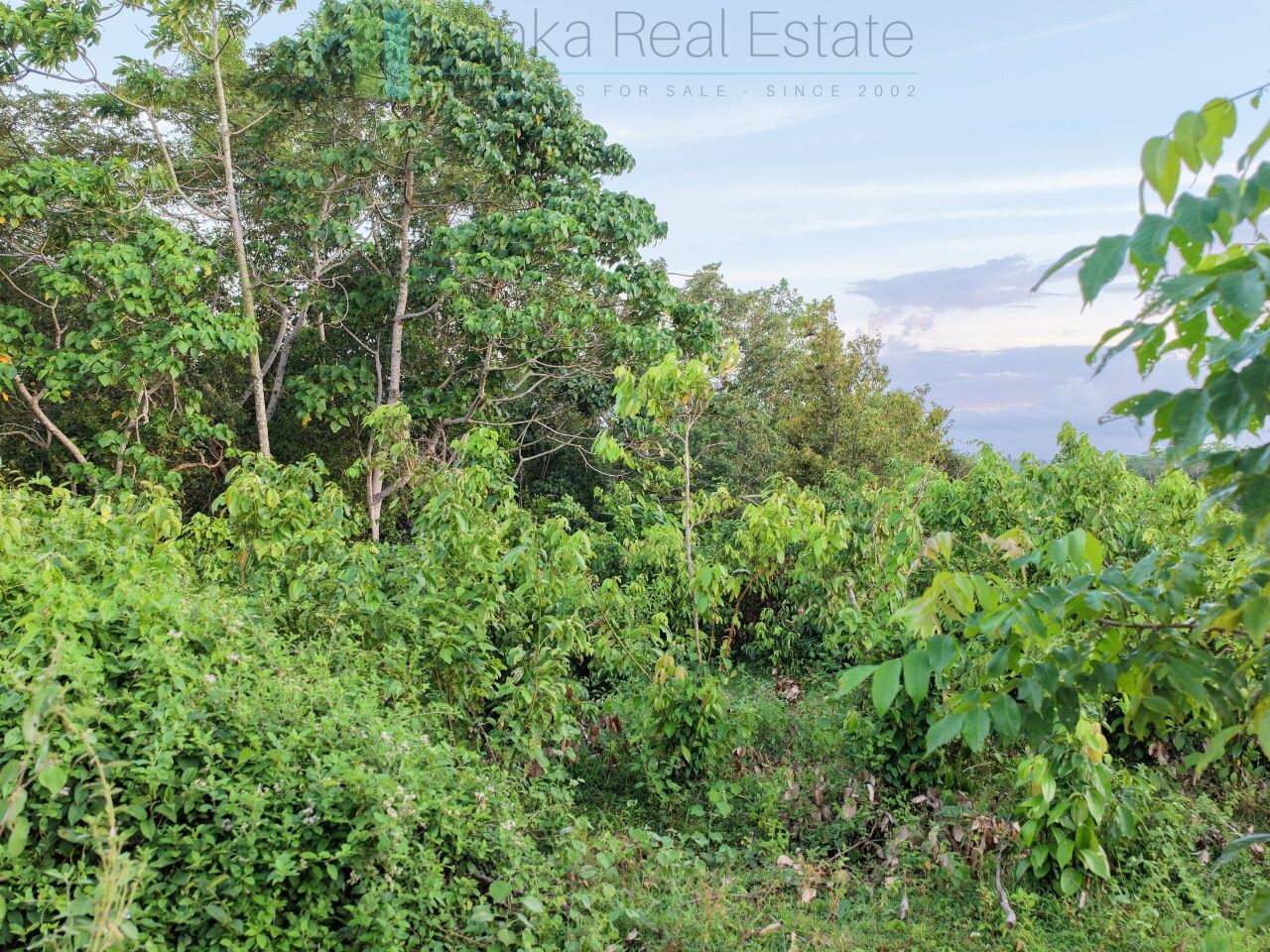 Elevated paddy view land near the coast in Midigama