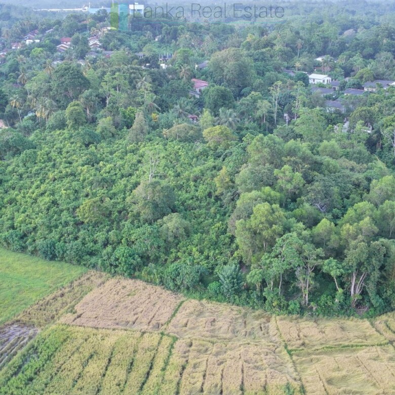 Elevated paddy view land near the coast in Midigama