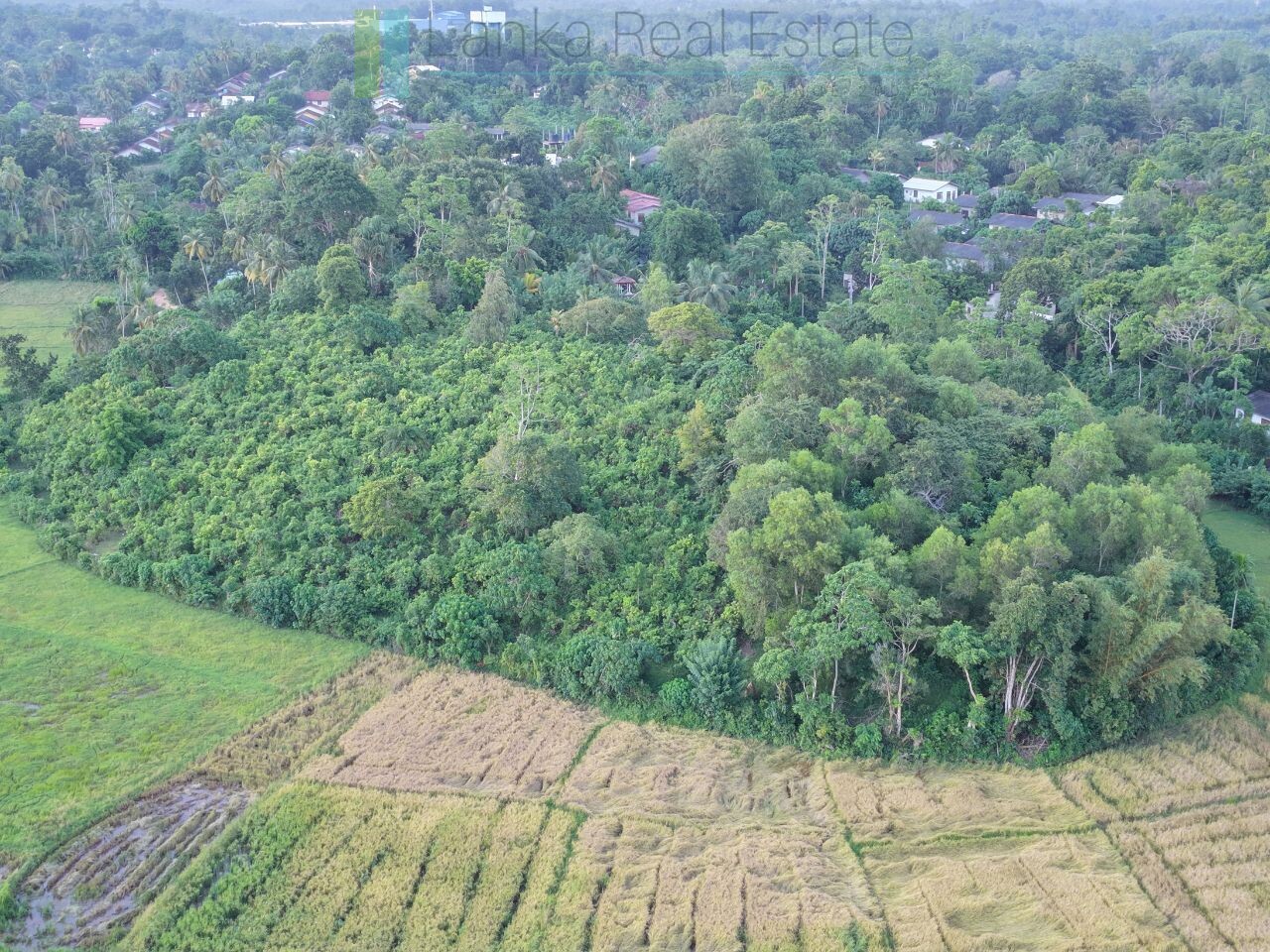 Elevated paddy view land near the coast in Midigama