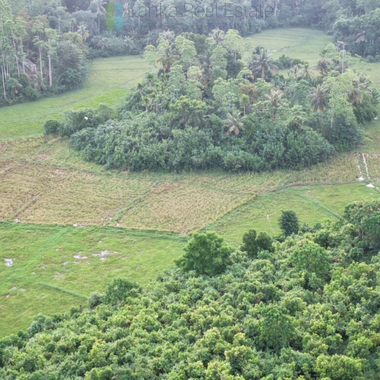 Elevated paddy view land near the coast in Midigama