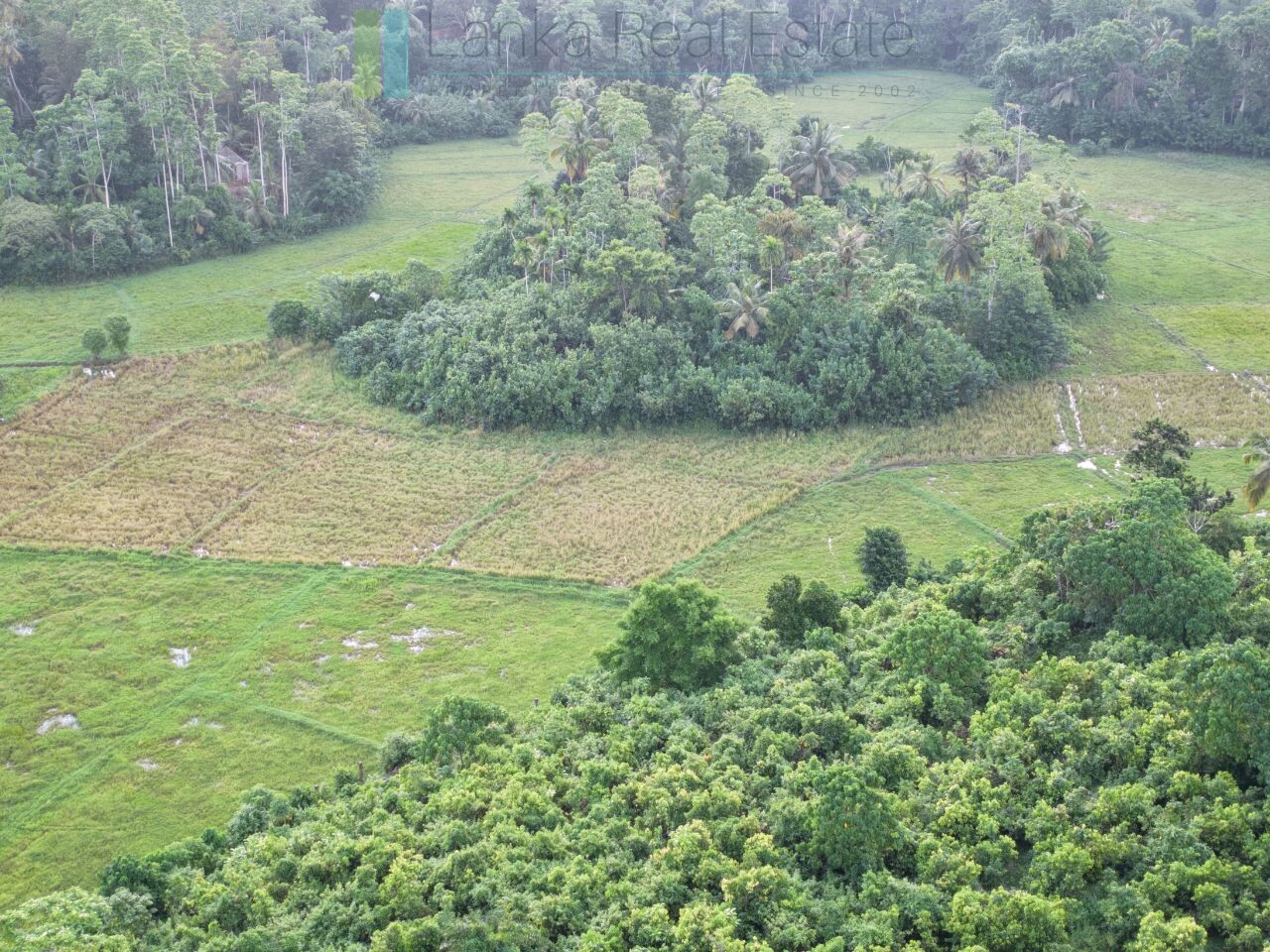 Elevated paddy view land near the coast in Midigama