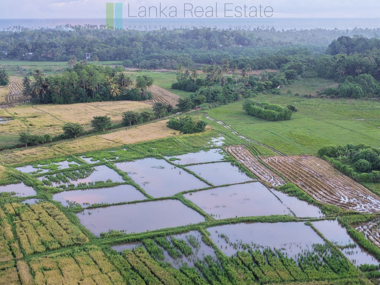Elevated paddy view land near the coast in Midigama