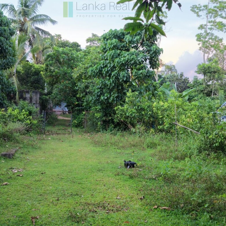 Elevated paddy view land near the coast in Midigama