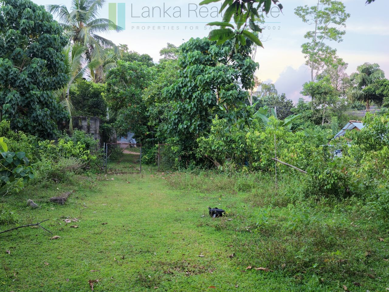Elevated paddy view land near the coast in Midigama