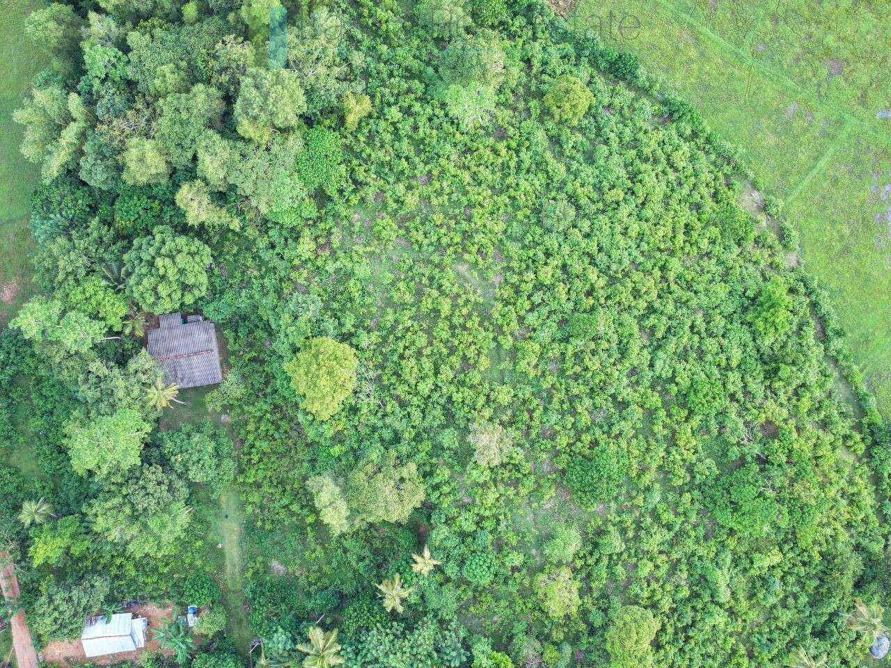 Elevated paddy view land near the coast in Midigama