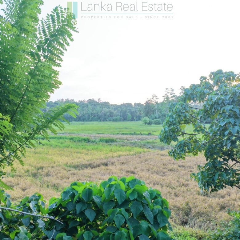 Elevated paddy view land near the coast in Midigama